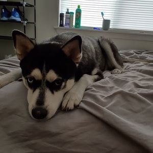 Meet your Posher, Leo